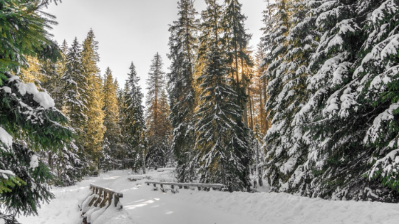 Paysage hivernal avec des conifères enneigés le long d'une petite route passant sur un pont de bois