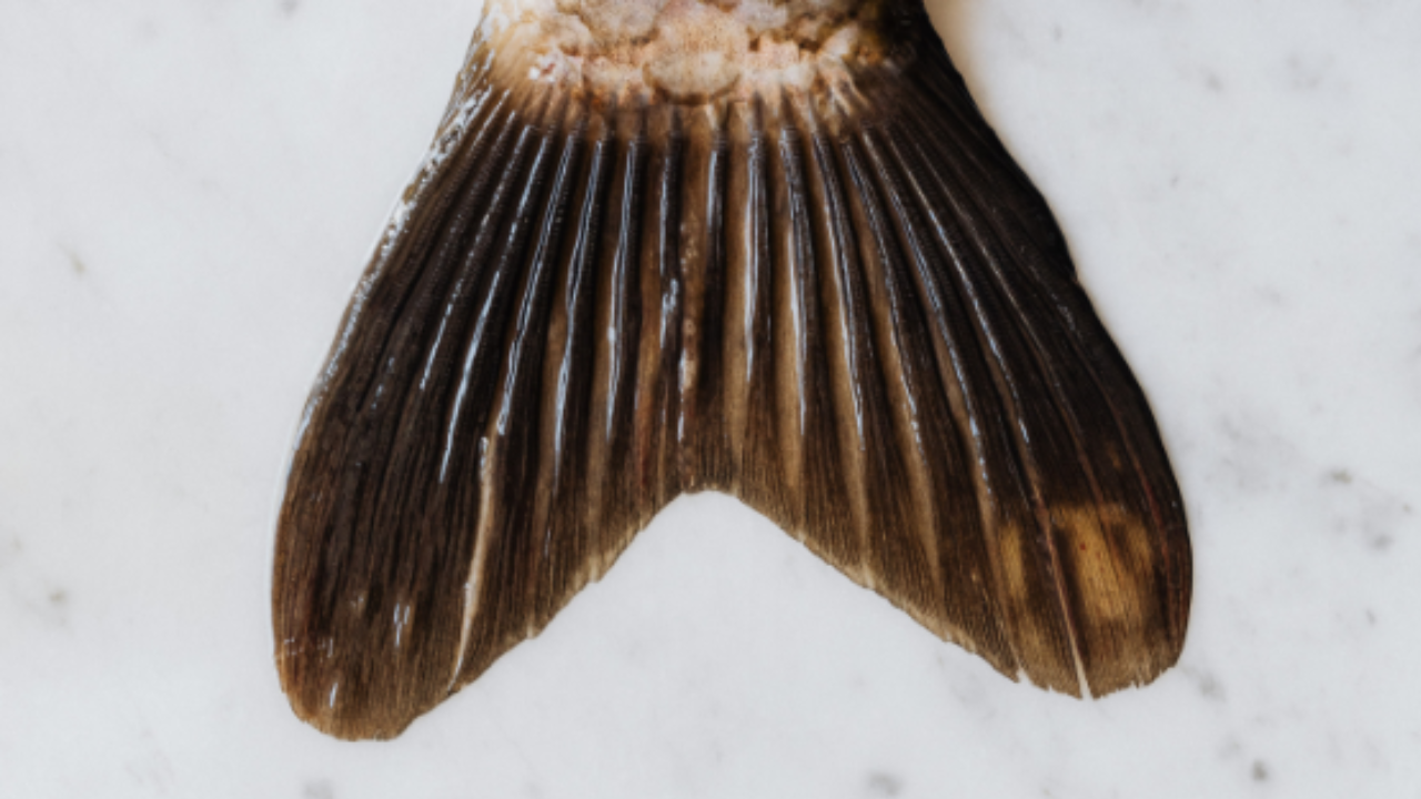Queue de poisson frais en gros plan sur un fond blanc