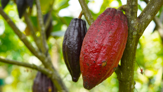 cacao chocolat fève de cacao