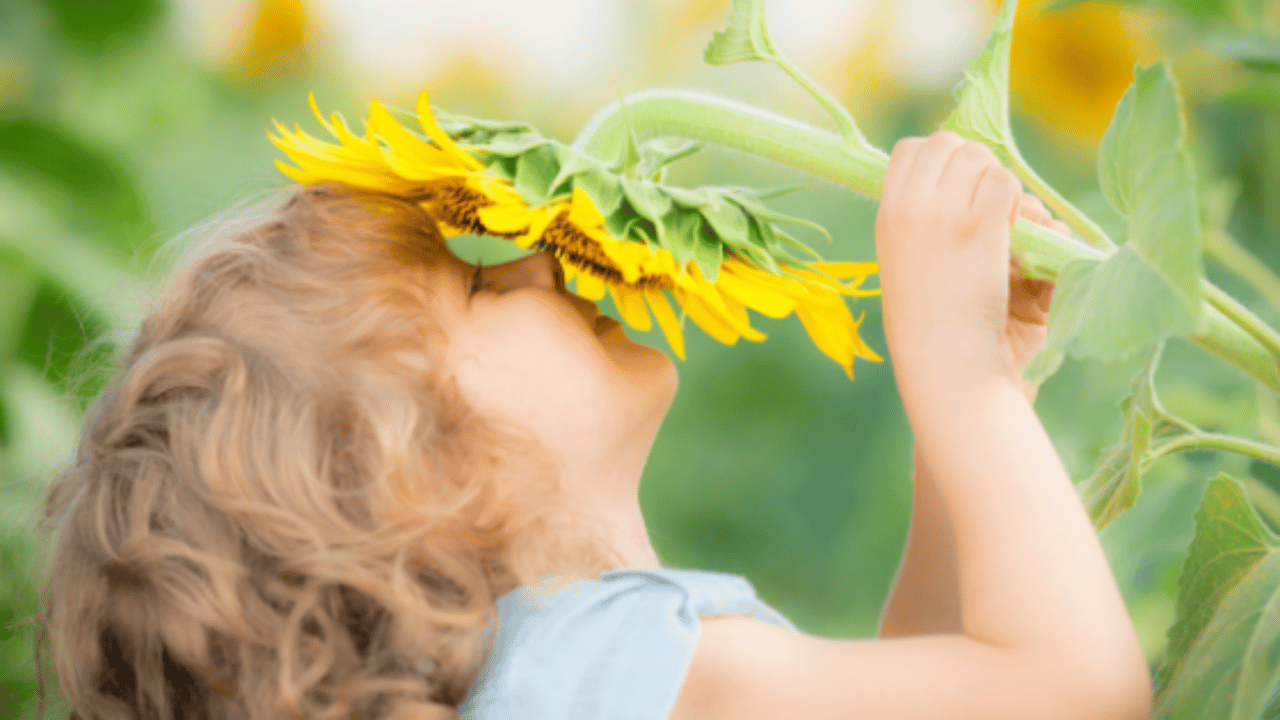 Enfant joyeux sentant une fleur de tournesol