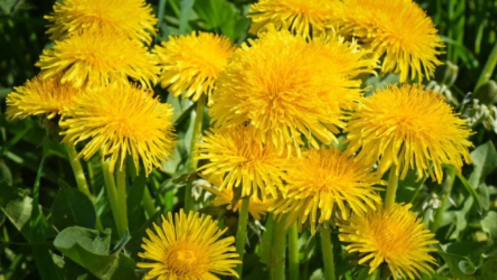 Gros plan sur le pissenlit, une plante médicinale