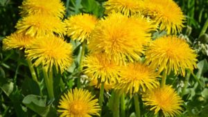 Gros plan sur le pissenlit, une plante médicinale