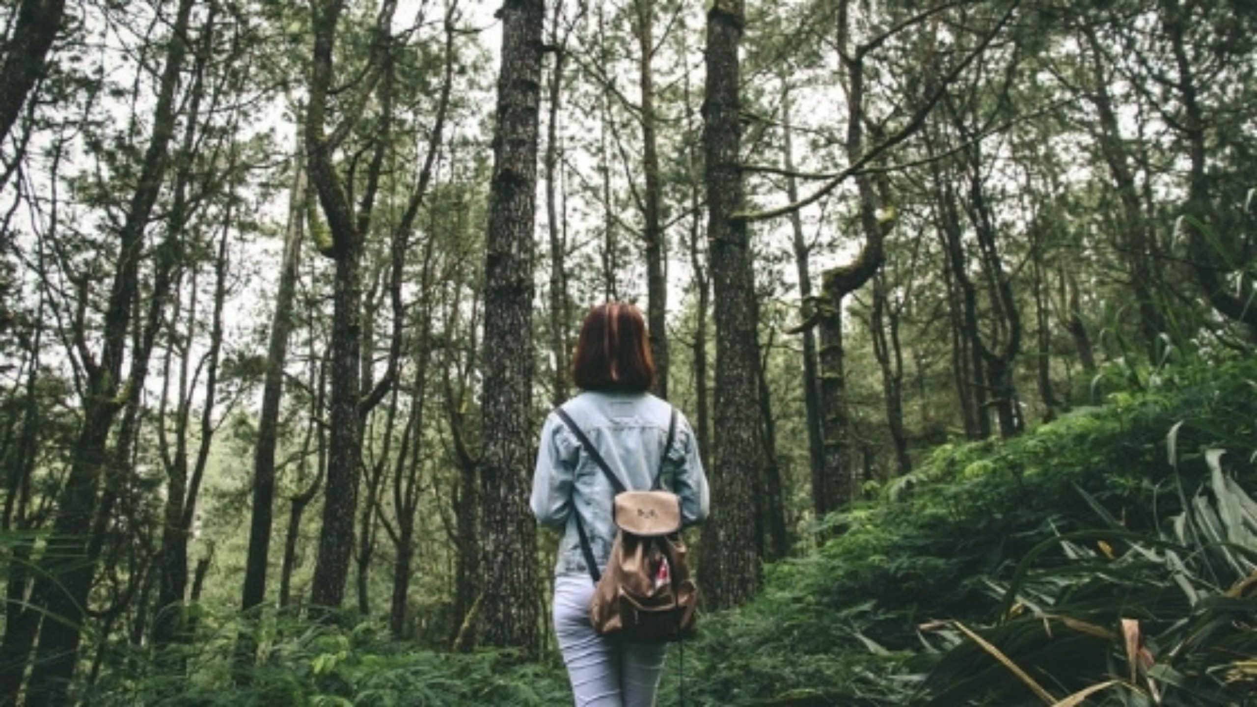 Une femme faisant une randonnée dans la forêt